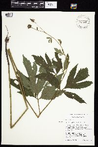 Rudbeckia laciniata var. laciniata image