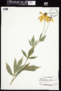 Rudbeckia laciniata image
