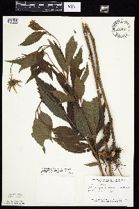 Rudbeckia laciniata var. laciniata image