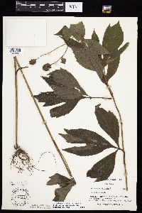 Rudbeckia laciniata var. laciniata image