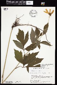 Rudbeckia laciniata var. laciniata image