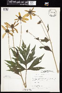 Rudbeckia laciniata var. laciniata image