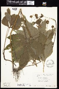 Rudbeckia laciniata var. laciniata image