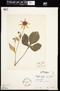 Rudbeckia laciniata var. laciniata image