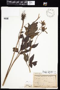 Rudbeckia laciniata var. laciniata image