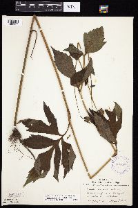 Rudbeckia laciniata var. laciniata image