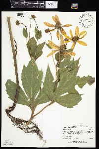 Rudbeckia laciniata var. laciniata image