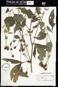 Rudbeckia laciniata var. laciniata image