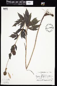 Rudbeckia laciniata image