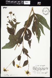 Rudbeckia laciniata image