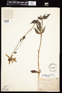 Rudbeckia laciniata var. laciniata image