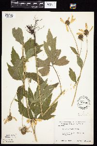 Rudbeckia laciniata var. laciniata image