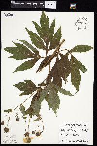 Rudbeckia laciniata var. laciniata image