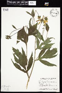 Rudbeckia laciniata image