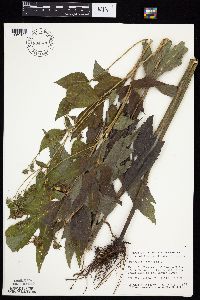 Rudbeckia laciniata var. laciniata image