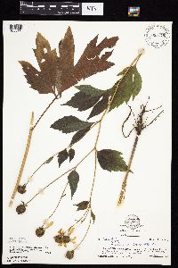 Rudbeckia laciniata var. laciniata image