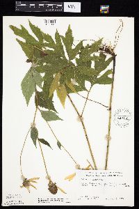 Rudbeckia laciniata var. laciniata image