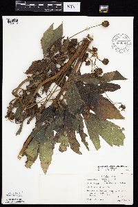 Rudbeckia laciniata var. laciniata image