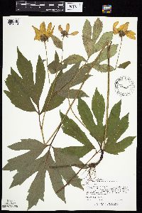 Rudbeckia laciniata var. laciniata image