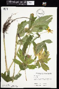 Rudbeckia laciniata var. laciniata image