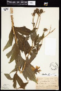 Rudbeckia laciniata var. laciniata image