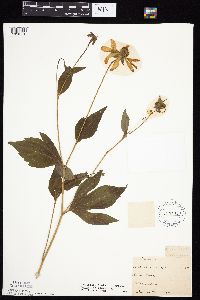 Rudbeckia laciniata var. laciniata image