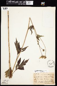 Rudbeckia laciniata var. laciniata image