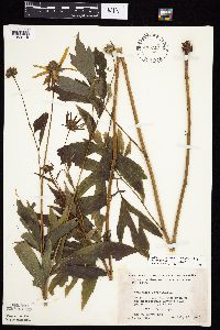 Rudbeckia laciniata var. laciniata image