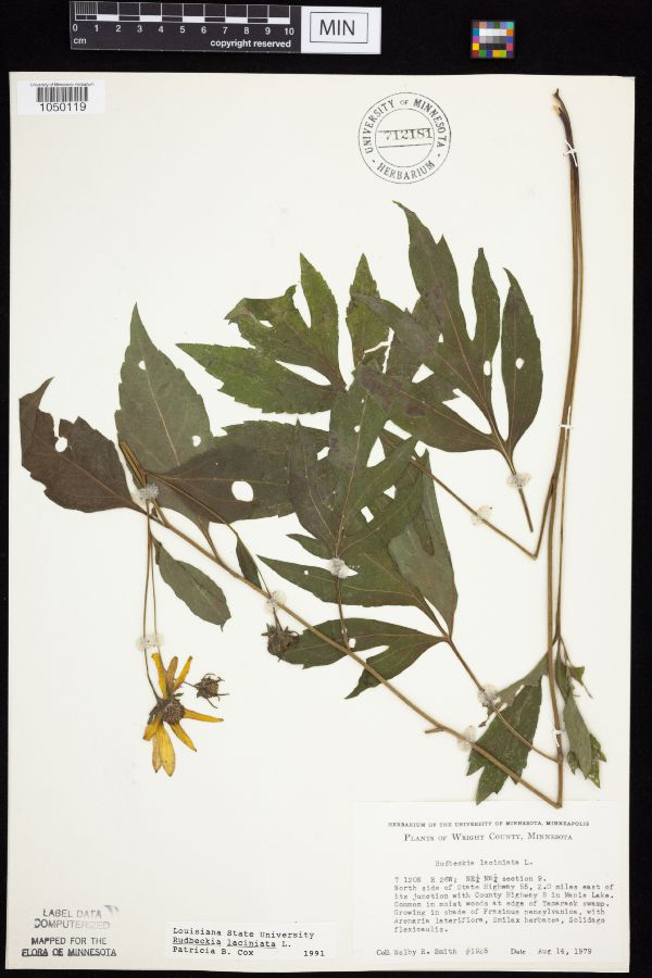 Rudbeckia laciniata var. laciniata image