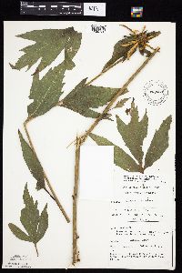 Rudbeckia laciniata var. laciniata image