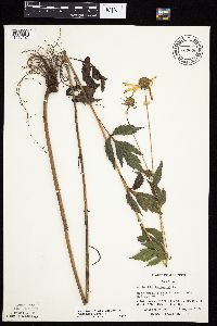 Rudbeckia laciniata var. laciniata image
