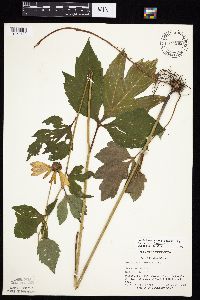 Rudbeckia laciniata var. laciniata image