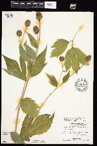 Rudbeckia laciniata var. laciniata image