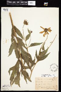 Rudbeckia laciniata var. laciniata image