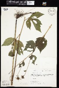 Rudbeckia laciniata var. laciniata image