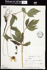 Rudbeckia laciniata var. laciniata image