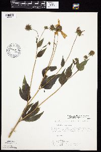 Rudbeckia laciniata var. laciniata image