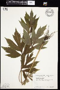 Rudbeckia laciniata var. laciniata image