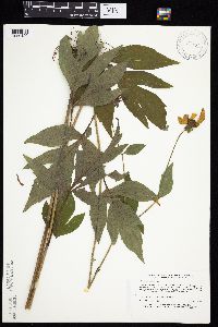Rudbeckia laciniata image