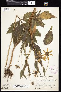 Rudbeckia laciniata var. laciniata image