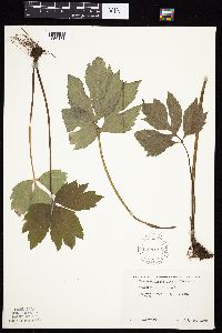 Rudbeckia laciniata var. laciniata image