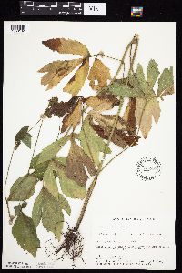 Rudbeckia laciniata var. laciniata image