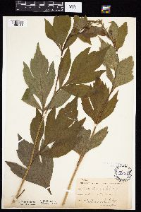 Rudbeckia laciniata var. laciniata image