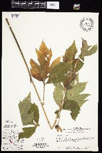 Rudbeckia laciniata var. laciniata image