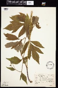 Rudbeckia laciniata var. laciniata image