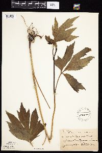 Rudbeckia laciniata var. laciniata image