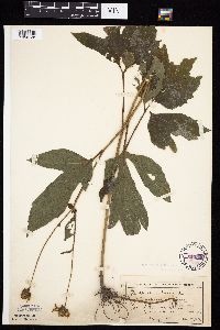 Rudbeckia laciniata var. laciniata image