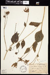 Rudbeckia laciniata var. laciniata image