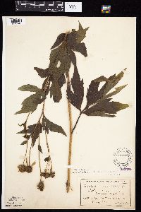 Rudbeckia laciniata var. laciniata image