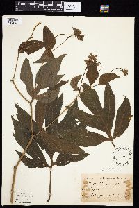 Rudbeckia laciniata var. laciniata image